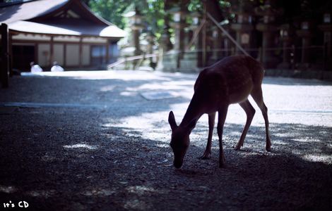 555蓝光电视剧