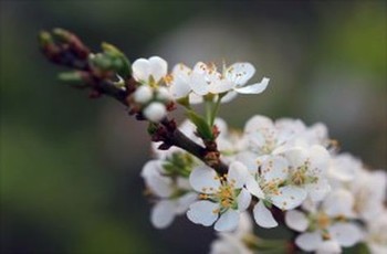 《秘密花园》免费阅读