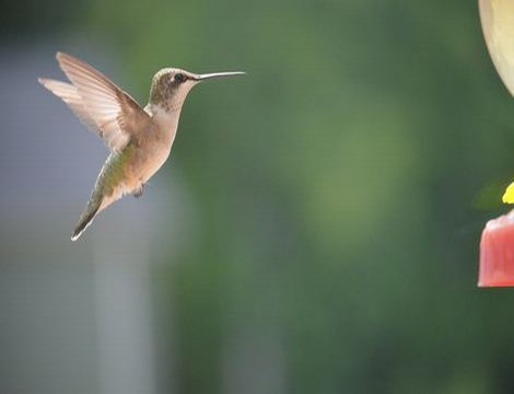 两个孝顺的媳妇完整版韩剧