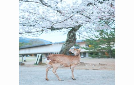 井川里予近照惹争议原图