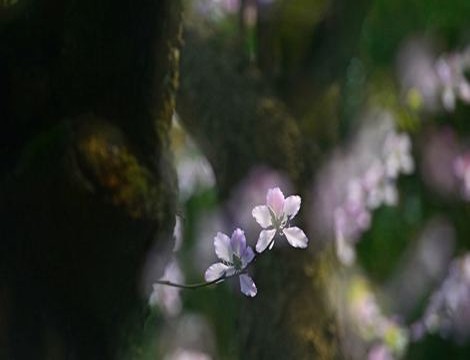 人工智能ai虞书欣视频