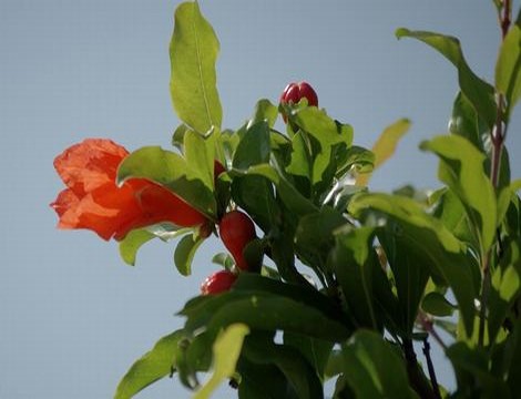 少女免费观看完整电视剧岳飞传