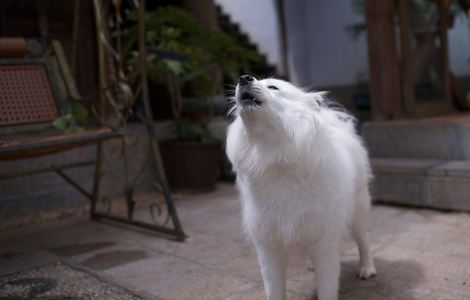 成品人视频wn免费观看